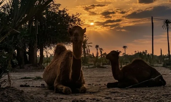 Dos camellos descansando al atardecer en el palmeral