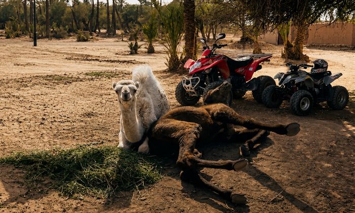 Camels resting next to quad bikes in the shade of the palm grove